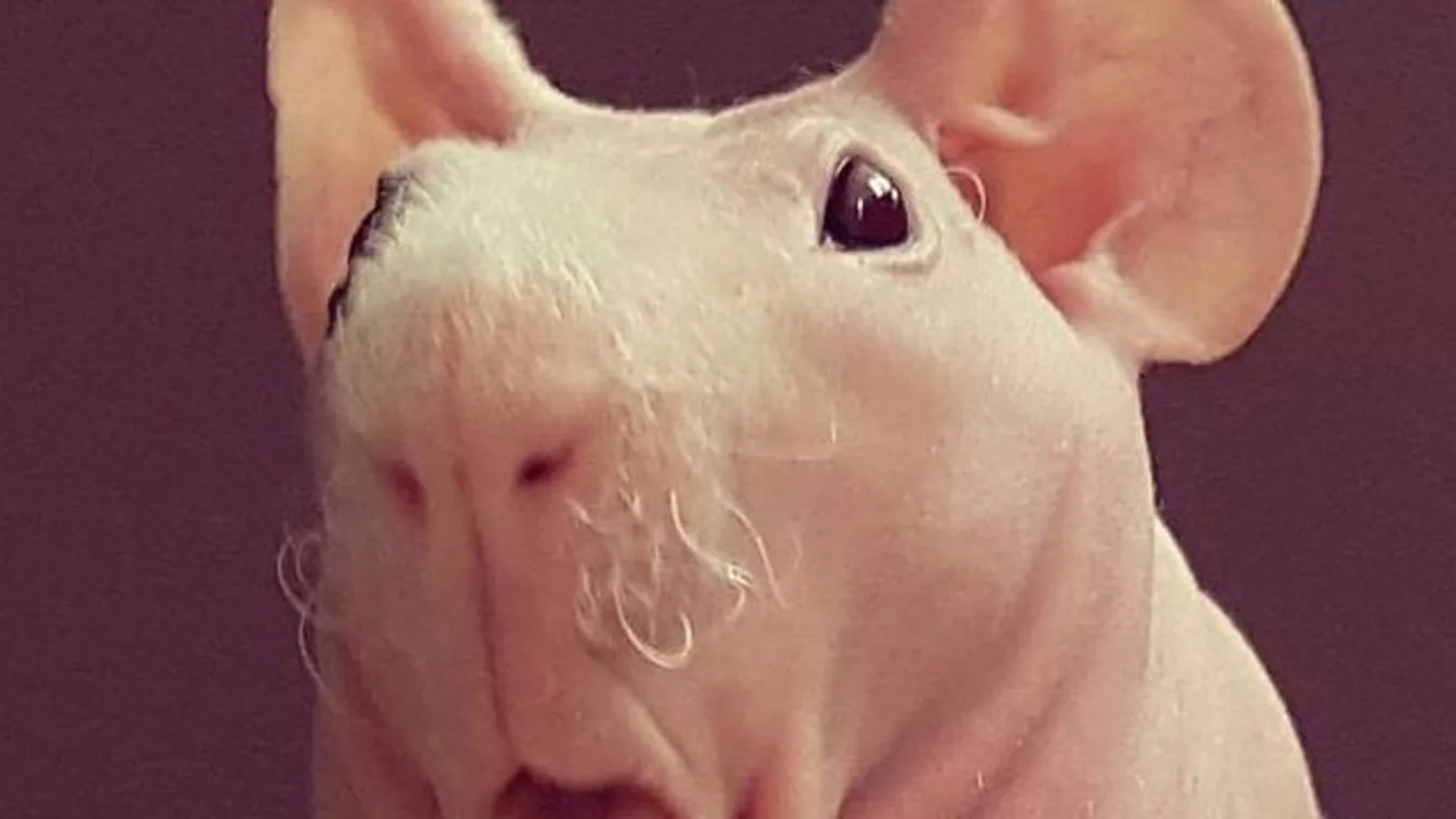 Épp egy kopasz tengerimalacon röhög a net - mutatjuk, miért!