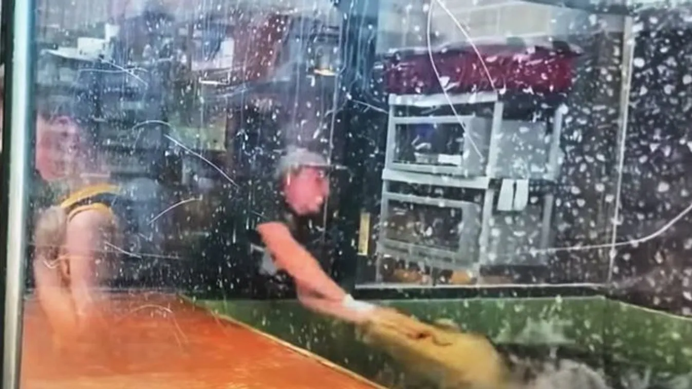 Aligátor támadt a nőre, egy hősies apukának köszönheti az életét – videó
