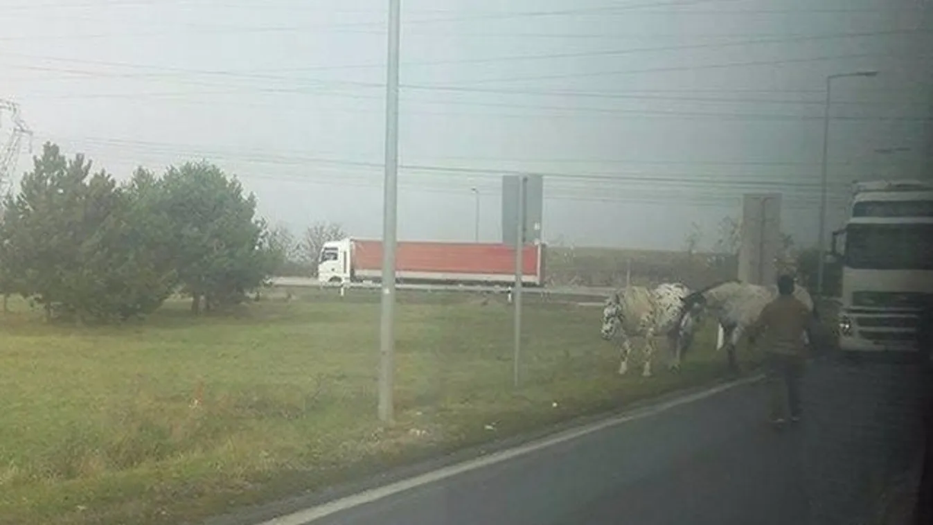 A győri Metrónál kergetőzött három ló - igen, ló