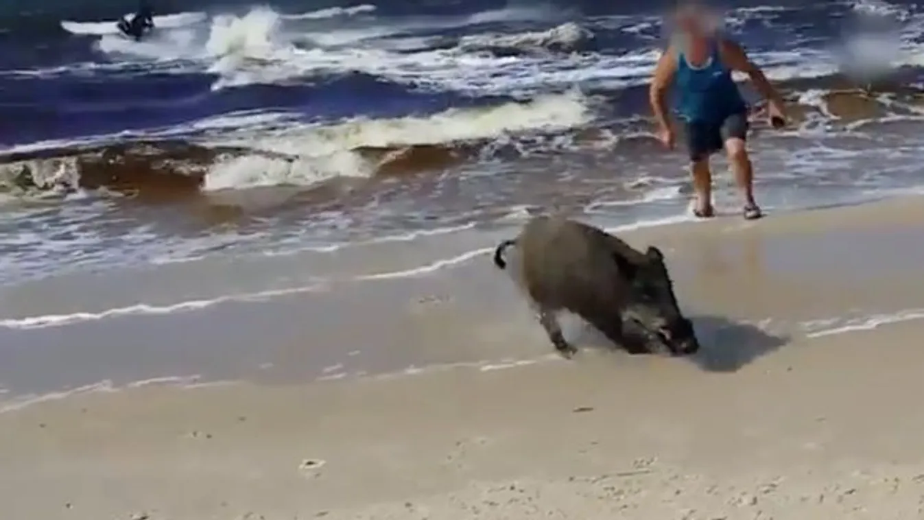 Mit keresett ez a vaddisznó a tengerben? Videó