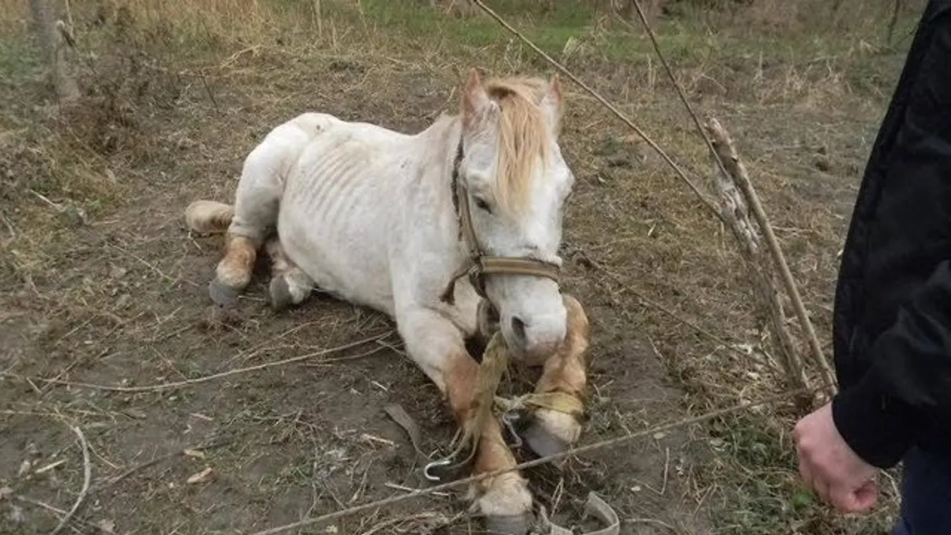Kegyetlen: kikötözve éheztette lovát a monori gazda