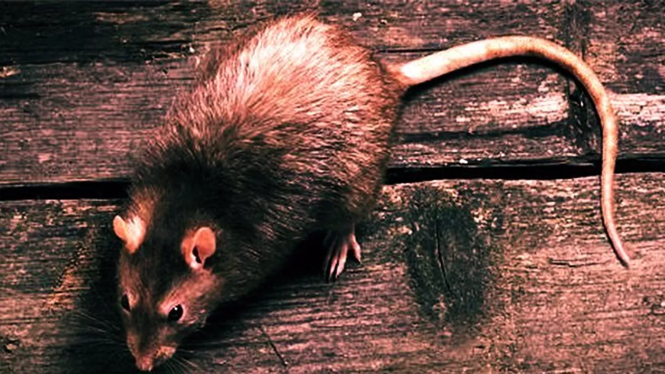 Anyák napi horror: patkányharapások borították az újszülöttet