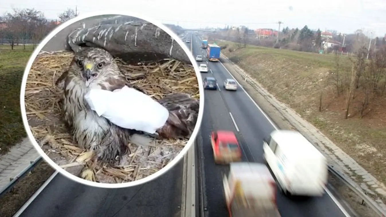Kiakadtak a madármentők: fizetniük kell, ha állatot akarnak menteni