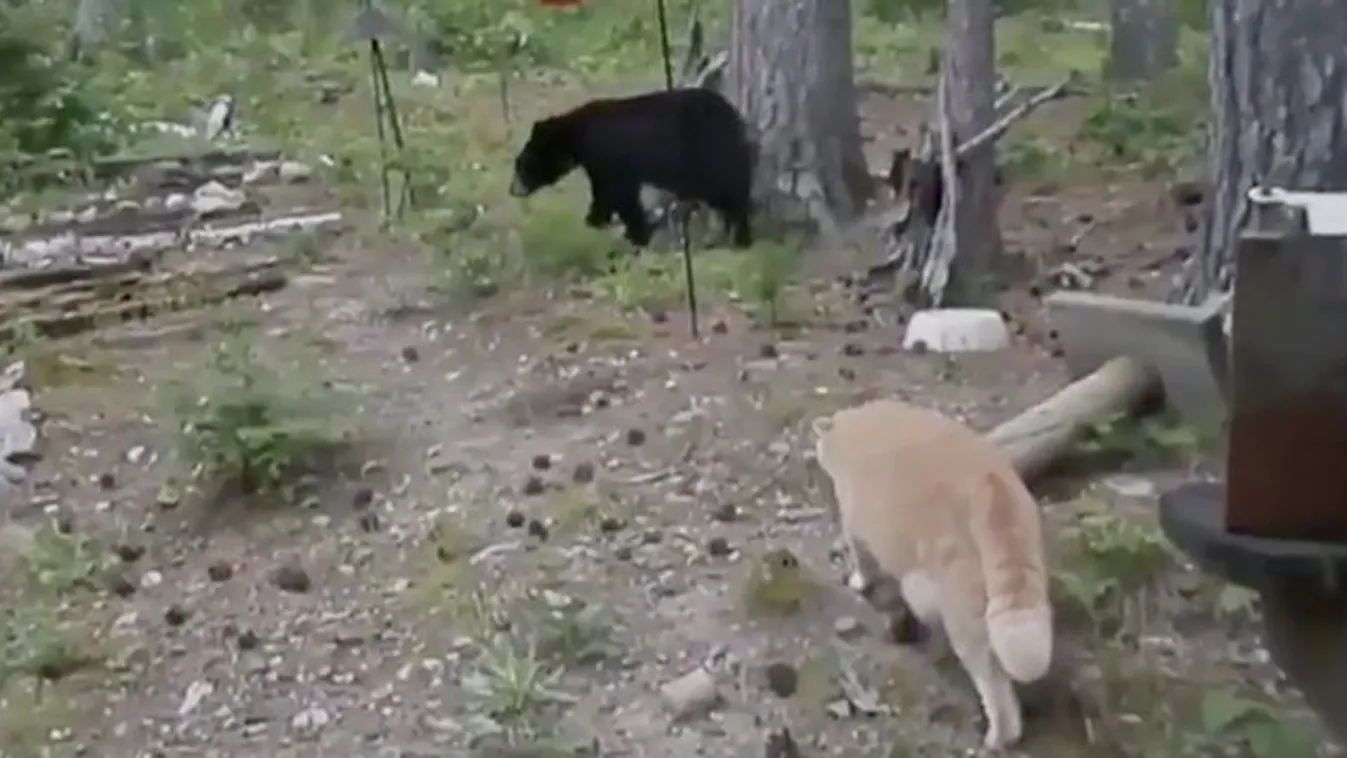 Még hogy a macska nem jó házőrző? A medvét is elkergeti - videó