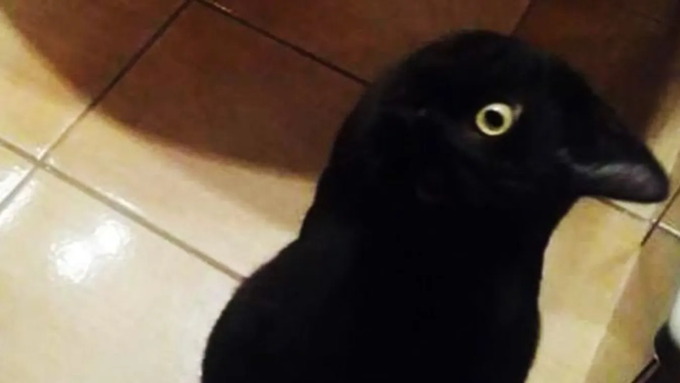 Épp ez a varjú fotó kergeti őrületbe a netezőket