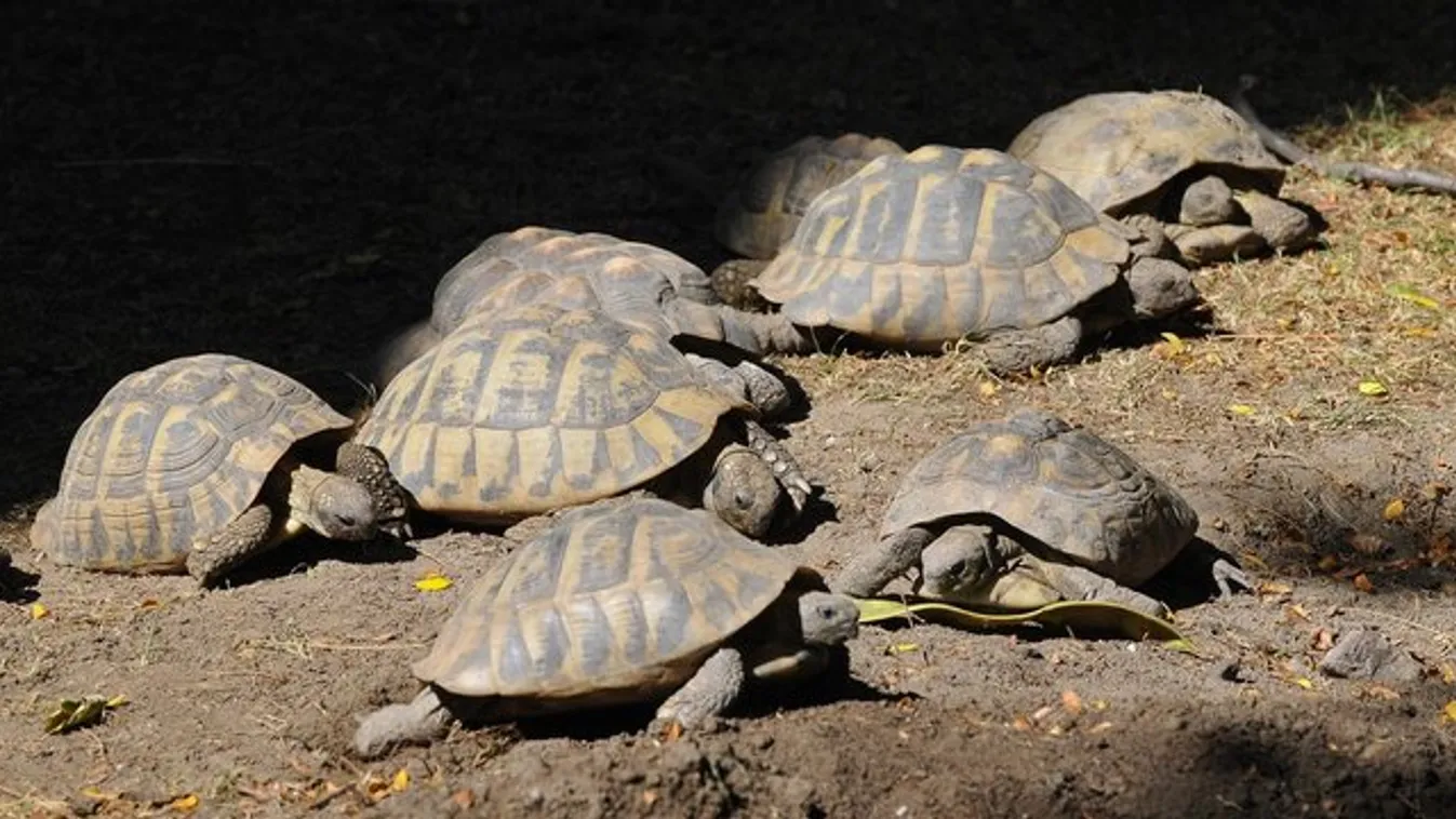 Kockakővel verte agyon a teknőst az elborult látogató a Fővárosi Állatkerben