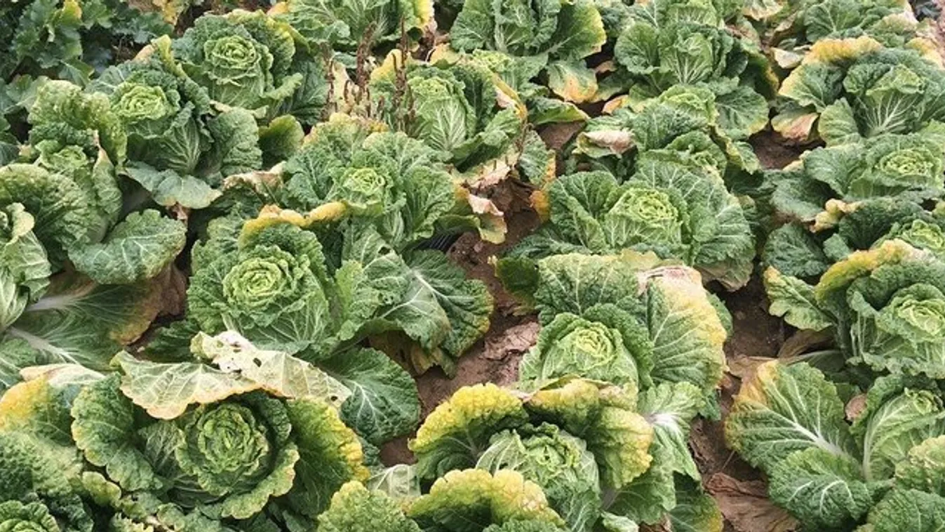 Lopott kínai káposztával bukott le a japán farmer