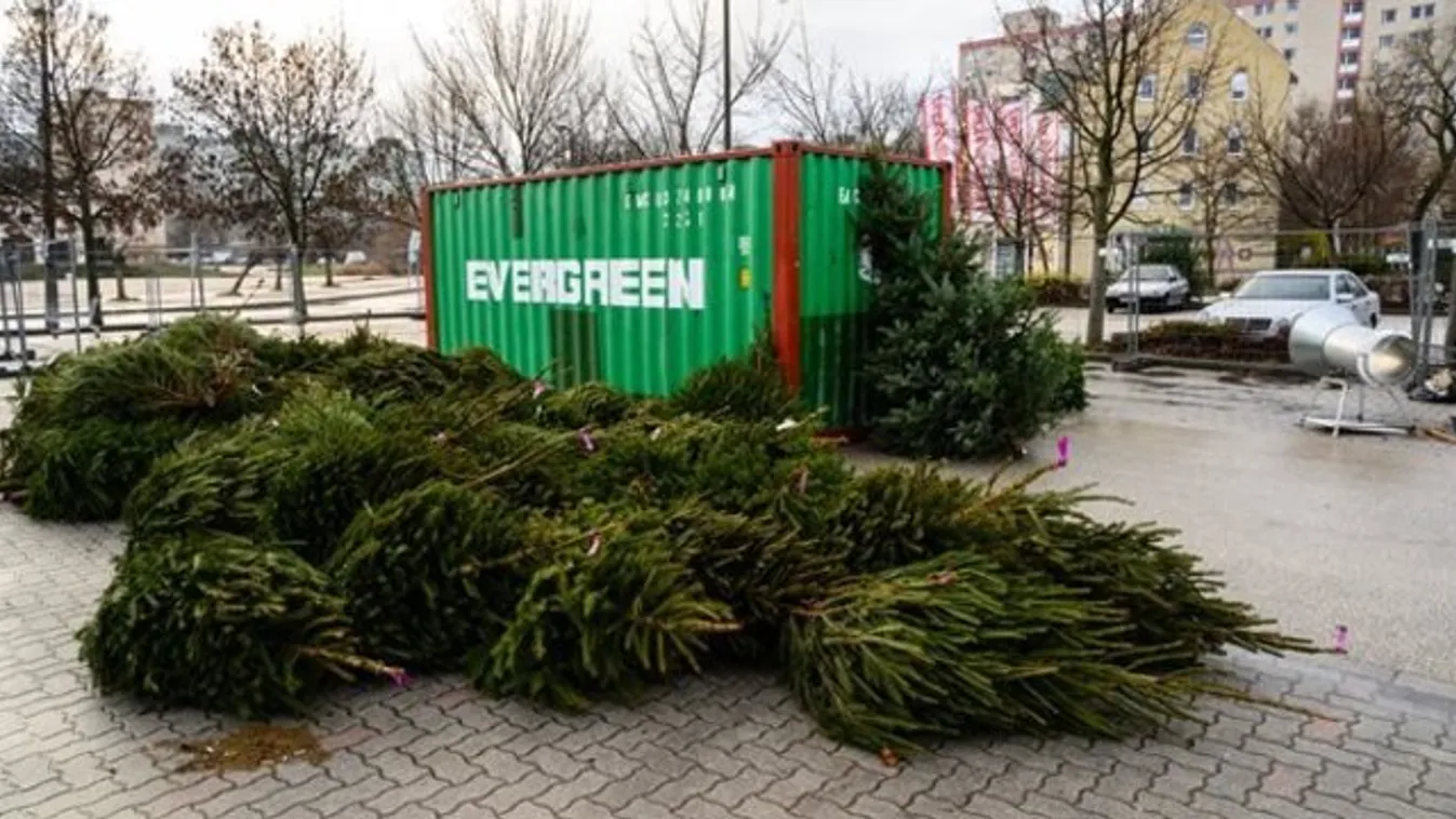Álljunk meg egy képre: el nem adott fenyőfák Székesfehérváron