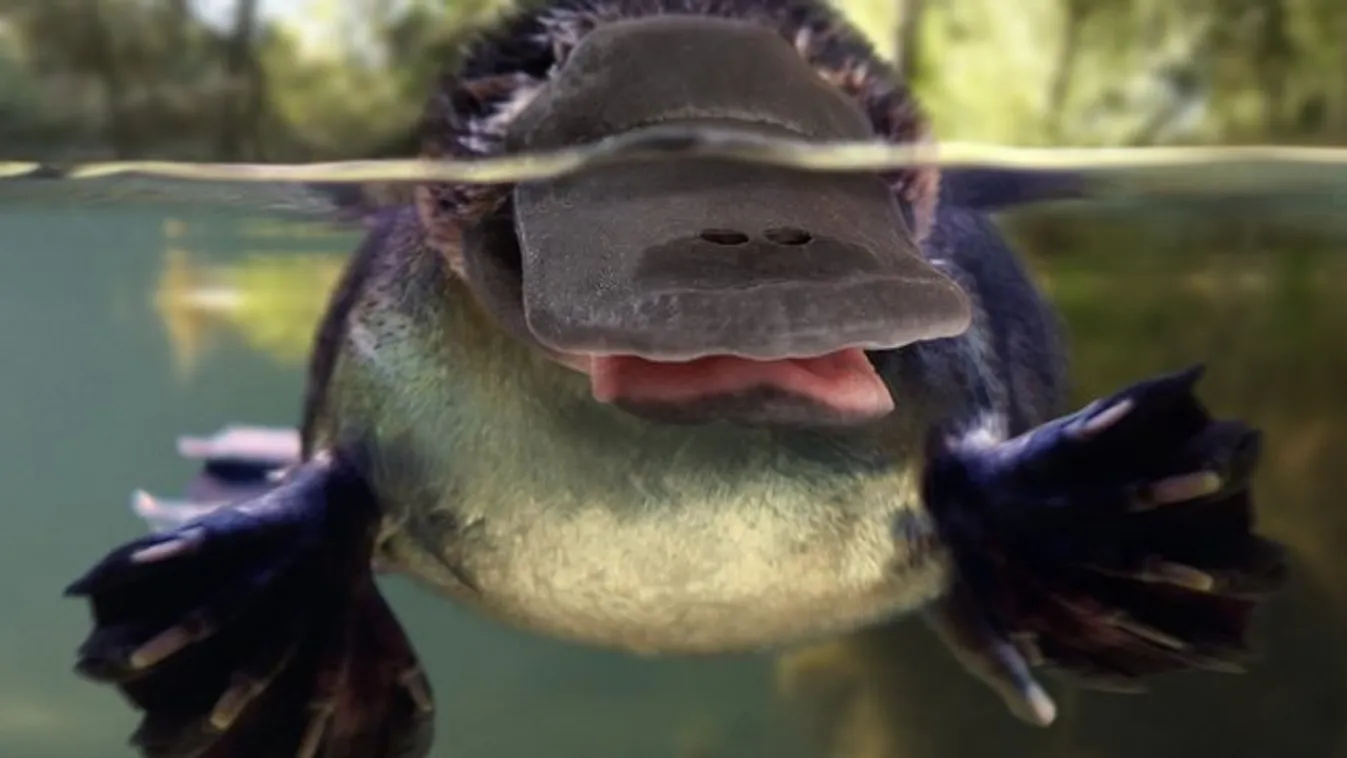 TOP9 hajmeresztő állati tény, amit gyakran még a biológiatanárok sem tudnak
