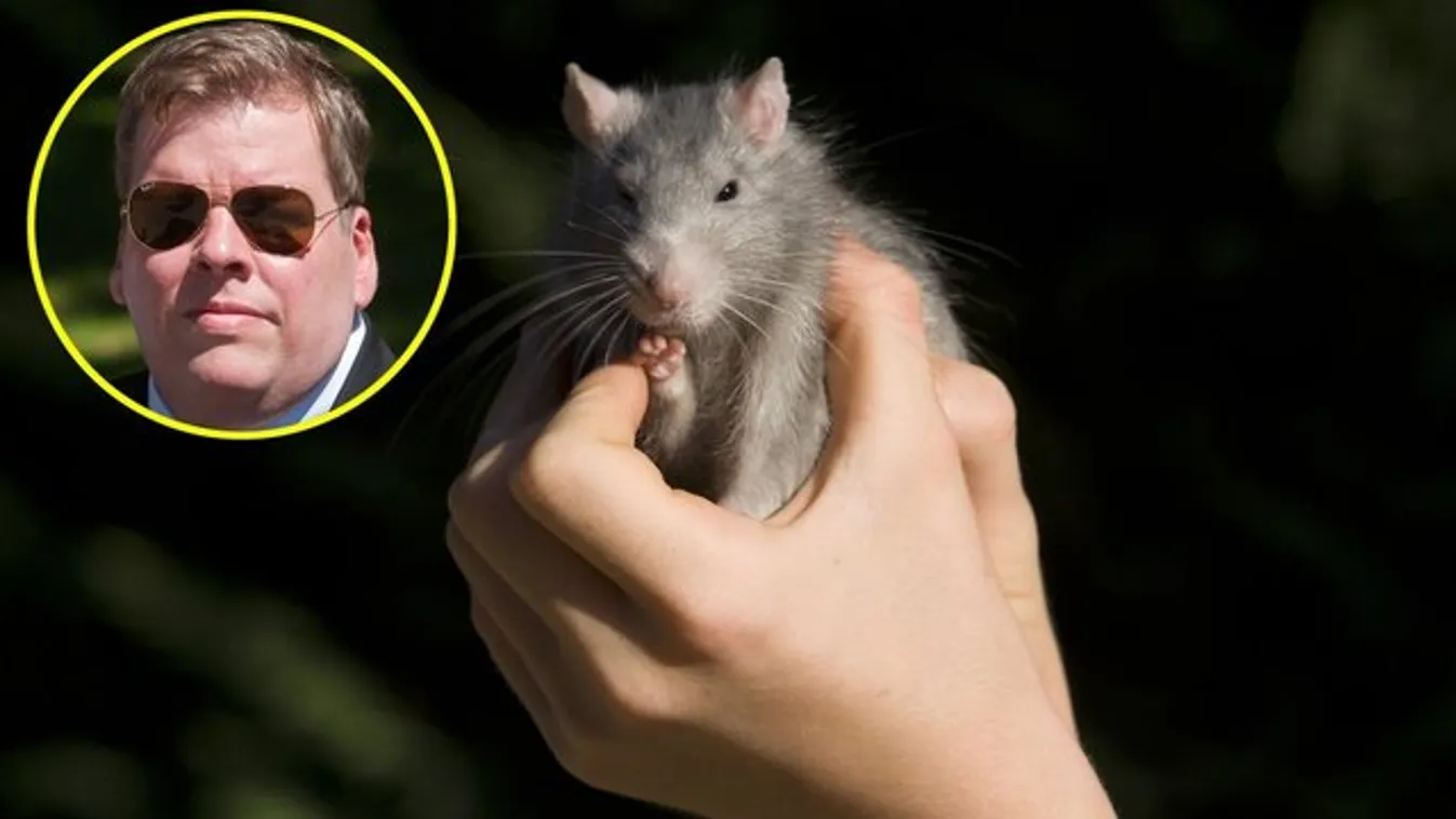 Patkányt pátyolgat Schmuck Andor