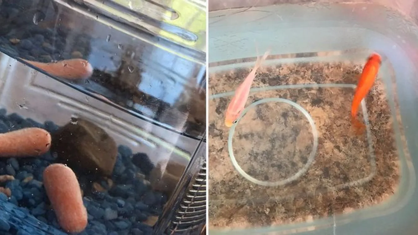 A kislány nem vette észre, hogy aranyhalai bébirépákká váltak