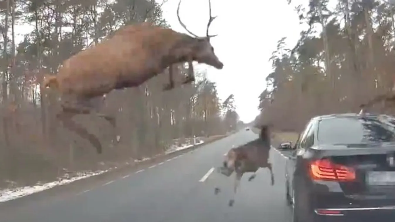 Na ez para! Egy egész szarvascsorda zakatolt át az úttesten – videó