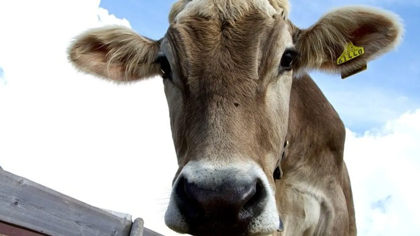 Bizarr: tehéntőggyel kérte meg a barátnője kezét egy hősszerelmes farmer