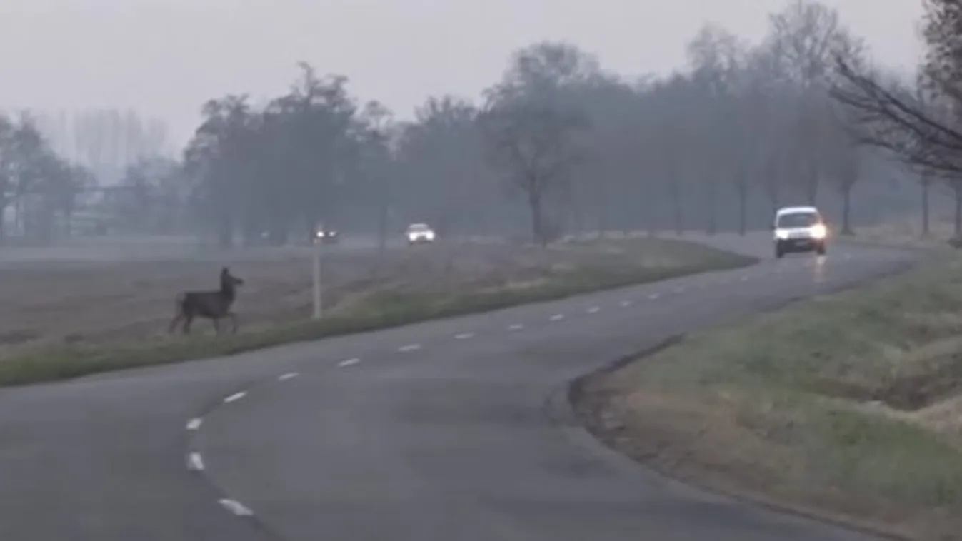 Ilyet még nem látott: körülnéznek az őzek, mielőtt átmennek az úttesten - videó
