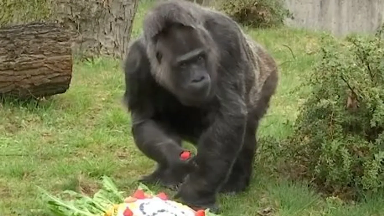 Epres sütivel ünnepelte születésnapját a világ legöregebb gorillája – videó