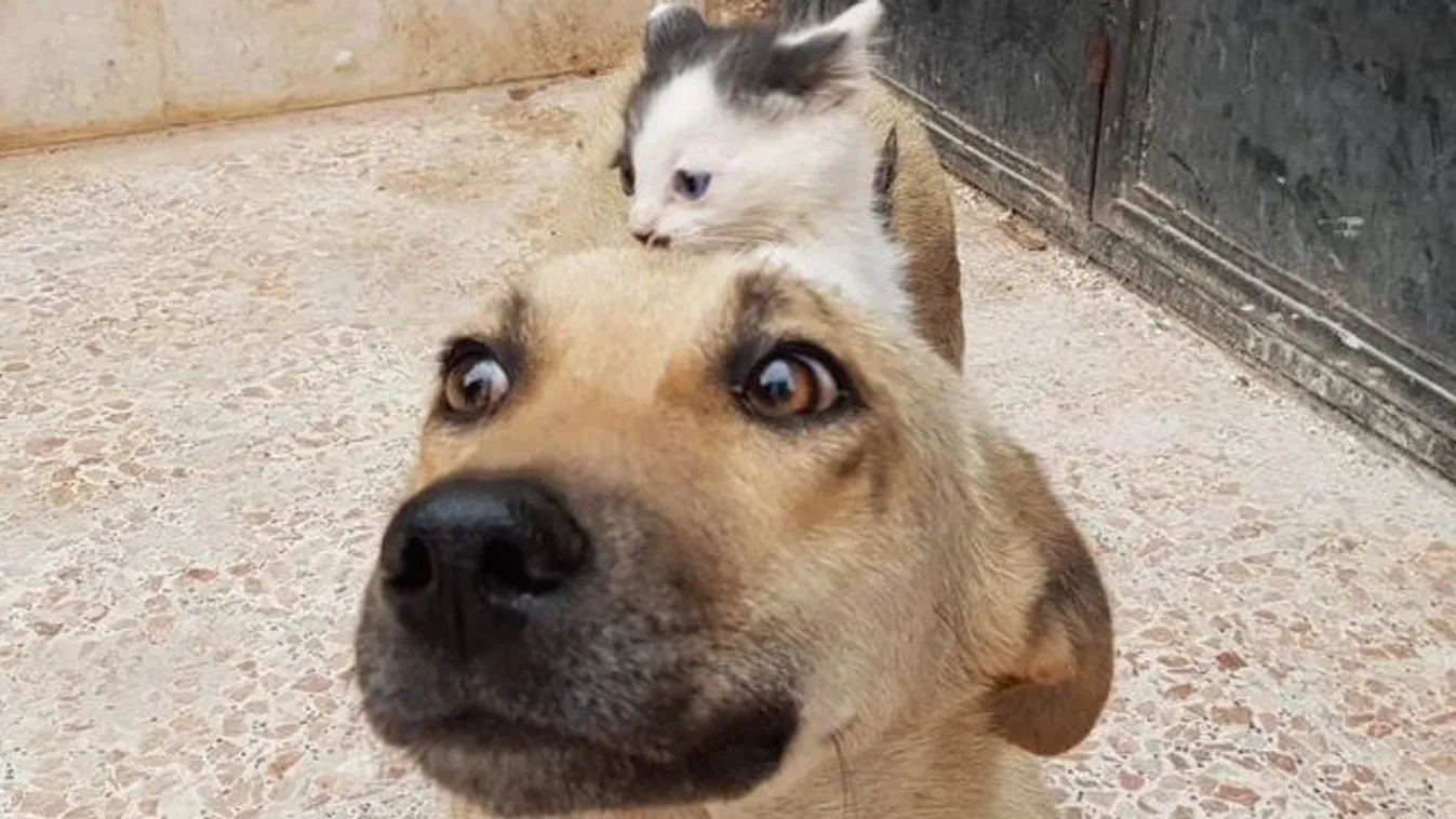 Napi cuki! Gyászoló kutya adoptált egy árva kiscicát