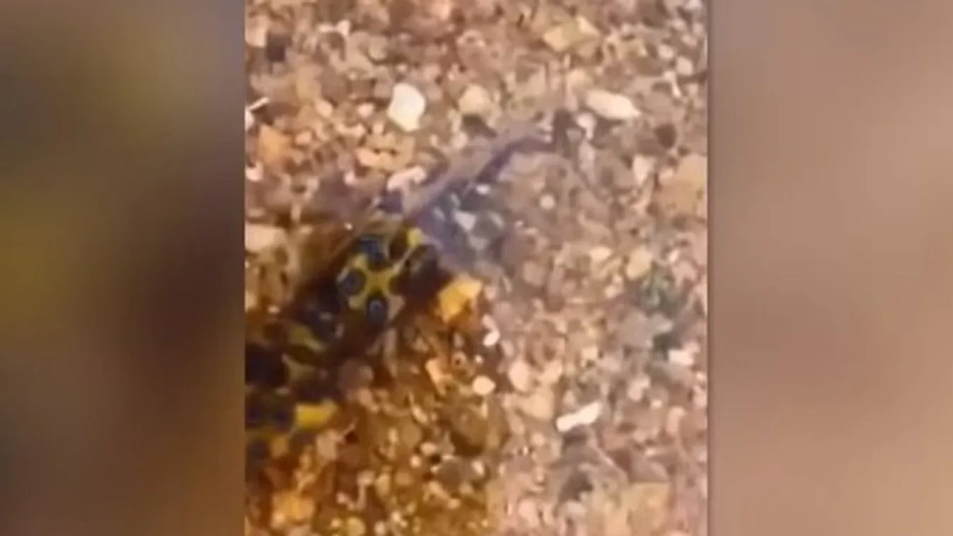 Ez a turista mit sem sejtve vette kézbe a világ legveszélyesebb lényét – videó