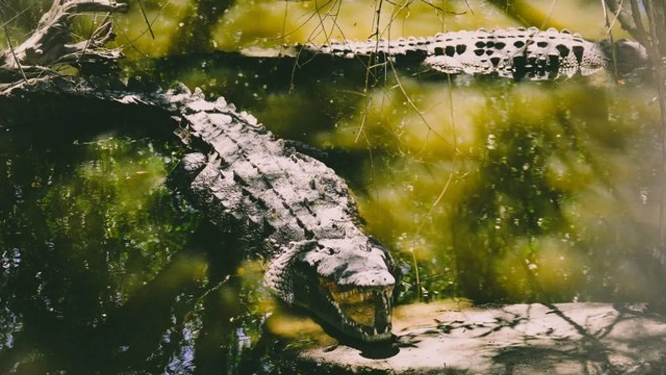 Megrázó fotók! - Egyben nyelte le a 8 éves kisfiút a gigantikus krokodil