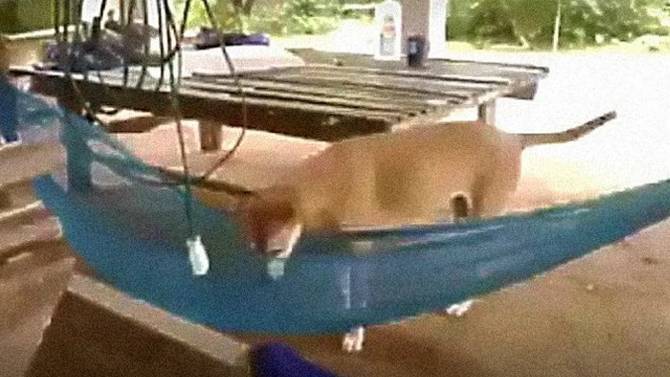 Oké, a függőágyban lazuló kutyánál ma nem fog menőbb dolgot látni! videó