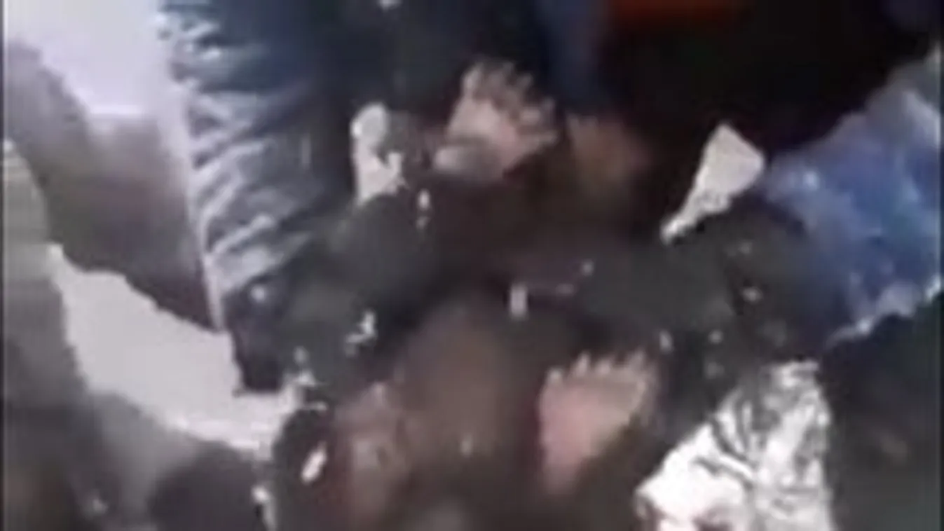 Elképesztő: kidobták a síró medvebocsokat a barlangból a favágók! – videó