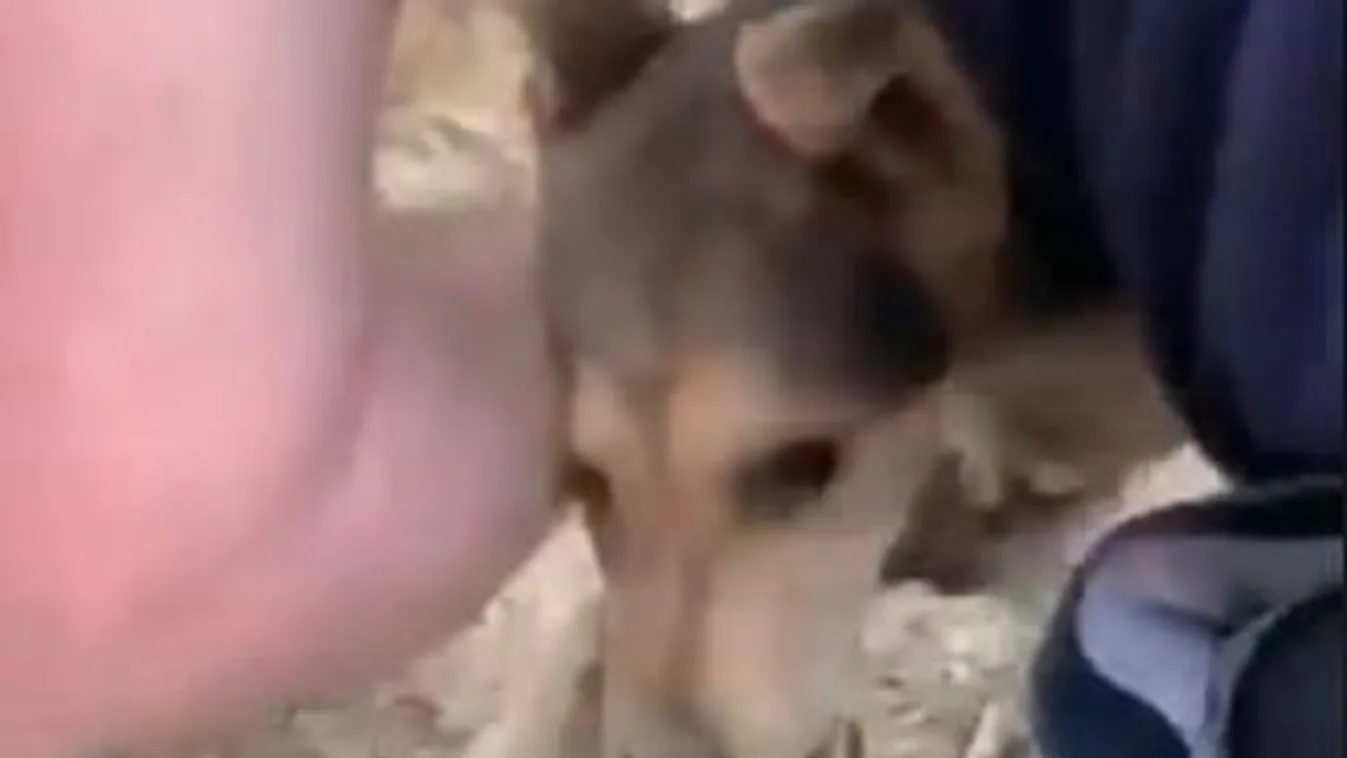 Elképesztően aranyos, ahogy hálálkodik hős megmentőjének ez a kölyökkutya- videó