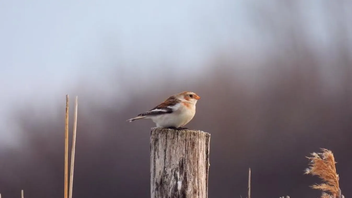 Modellt állt a kismadár, amely csak ritkán látható nálunk télen