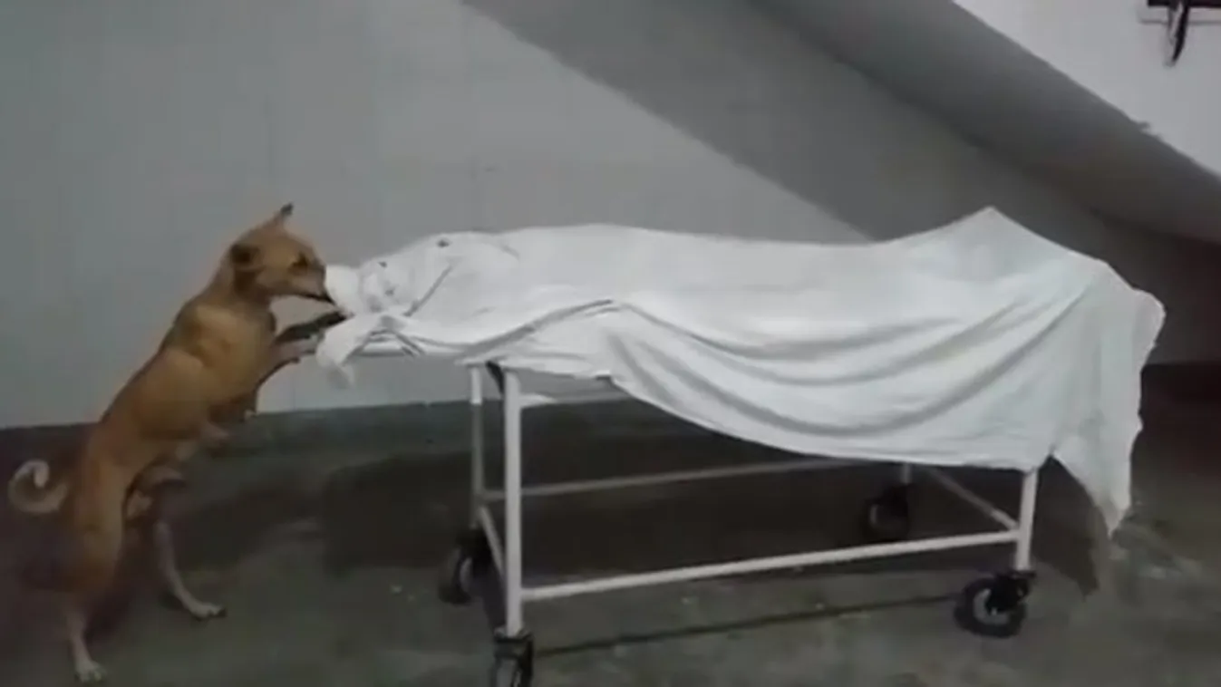 Döbbenet: kóbor kutya nyalogatta egy kislány őrizetlenül hagyott holttestét a halottasházban – 18+ videó