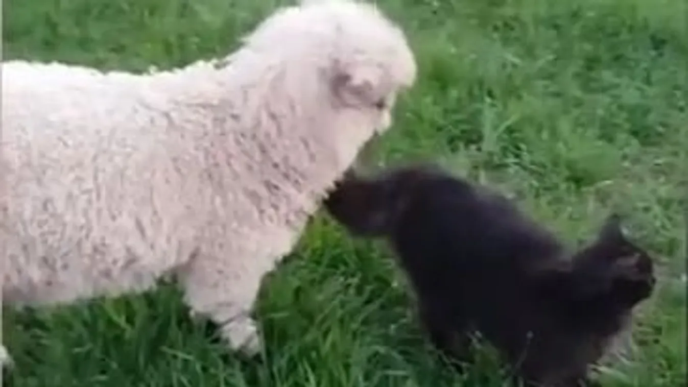 Elképesztő, mit ért el a bárányoknál ez a befogadott macska - videó