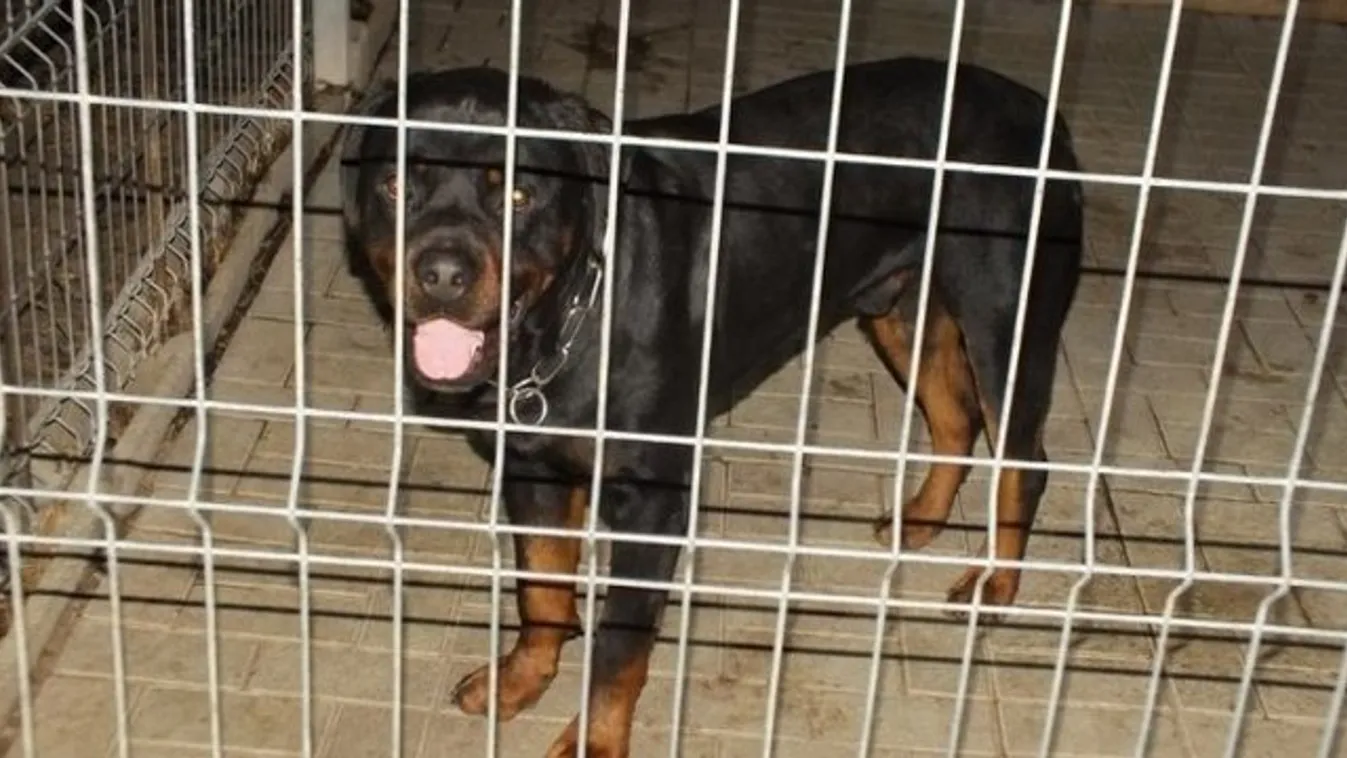 Anyja kezéből szaggatta ki a rottweiler Lénát