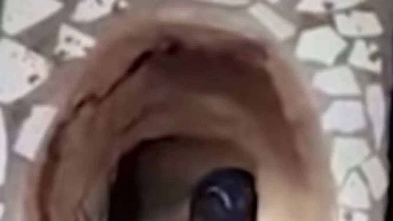 Saját szökési kísérlete végzett egy rabbal – videó