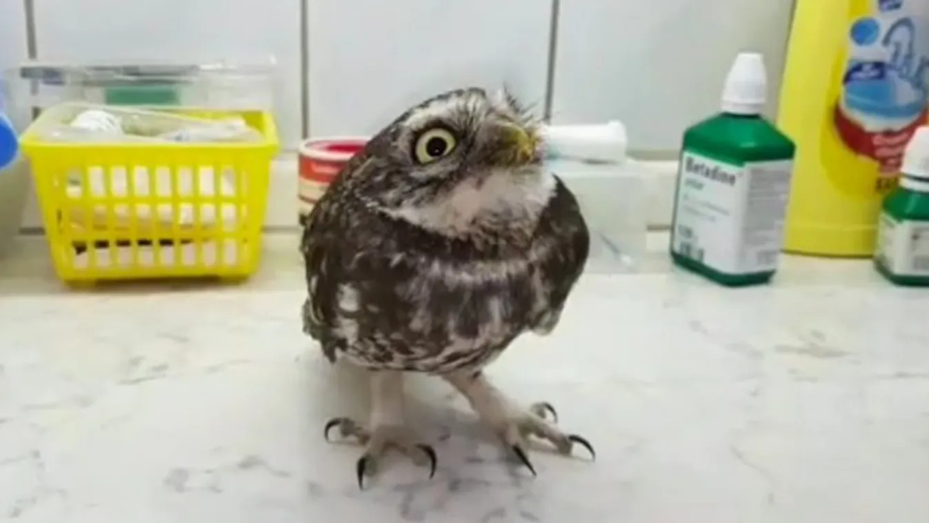 Felépül az agyvelőgyulladásából a beteg kuvik – videó