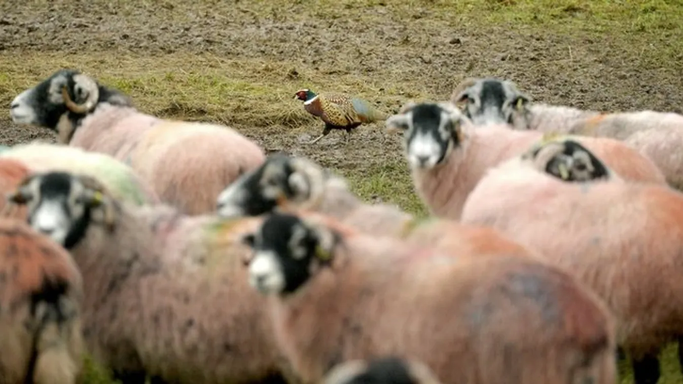 270 birkával is elbír ez a fácán – videó