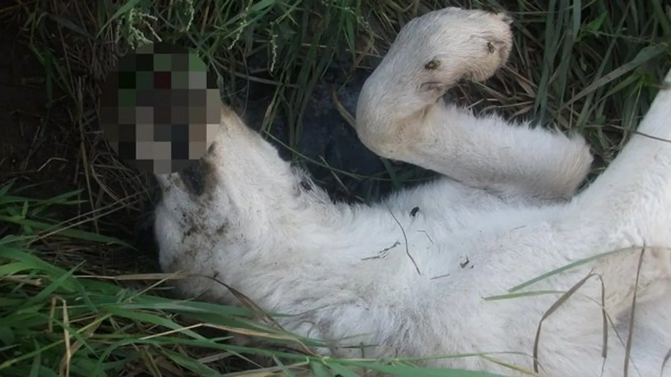 Brutális: sörétessel lőtték agyon a kutyákat Apróhomokon - 18+