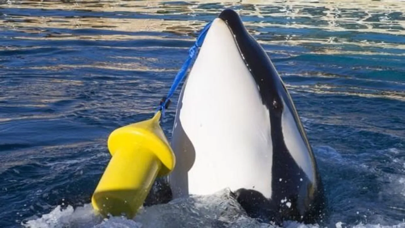 Először tanult meg kardszárnyú delfin emberi szavakat utánozni