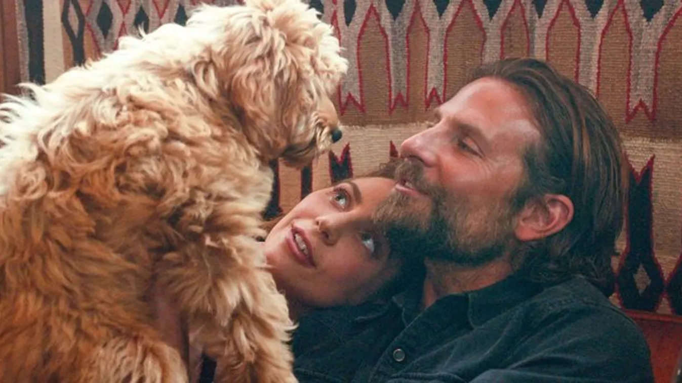 Bradley Cooper saját kutyájával dolgozott
