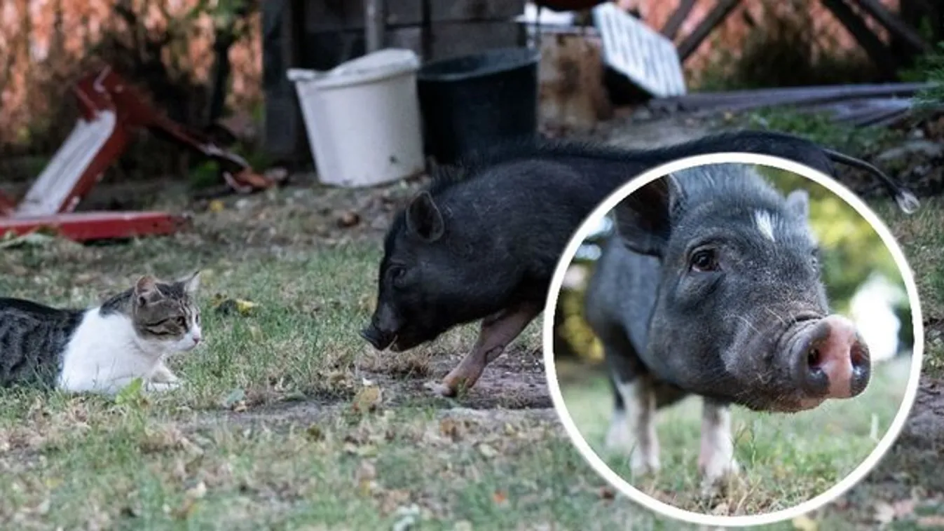 Happy end: Megvették a szökött malacot