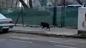 Vadkan randalírozott Újlipótváros utcáin