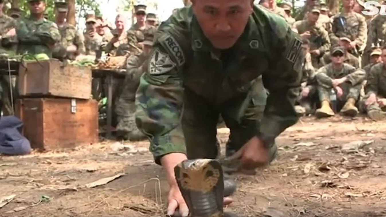 Durva! Ezért isszák a kígyók vérét az amerikai és thaiföldi katonák – videó