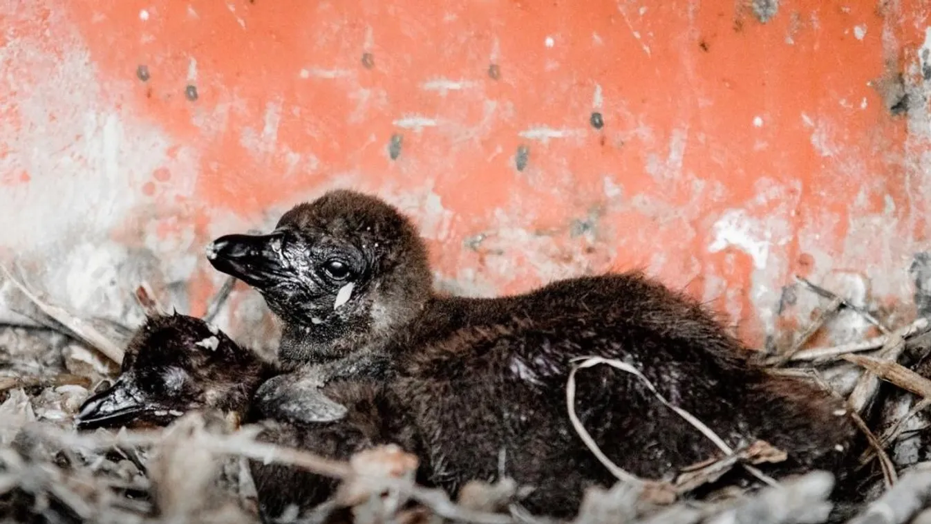 Videó: Édes kis pingvinfiókák születtek Győrben