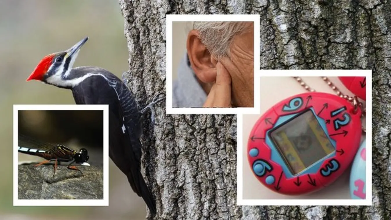 TOP7 Agyament tudományos kutatás