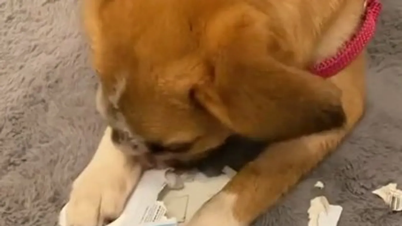 Újra boldog az orrát elvesztett kutyus - Angliában talált új otthonra Millie - videó