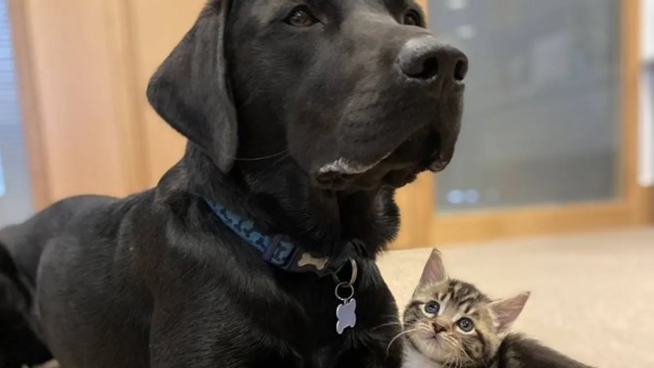 Jó tett helyébe...: Hét kóbor kiscicát fogadott be ez a mentett labrador