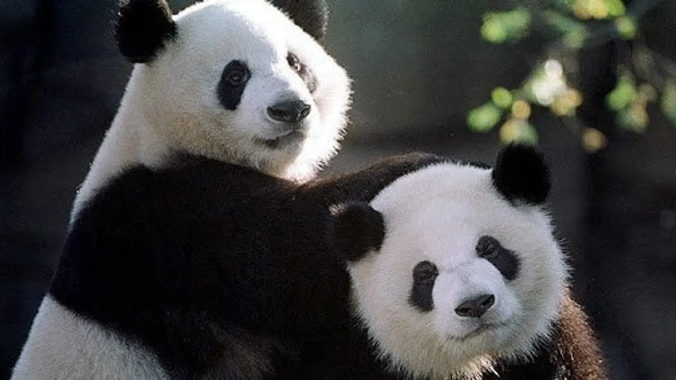 Kövesse élőben a pandák magánéletét! – videó