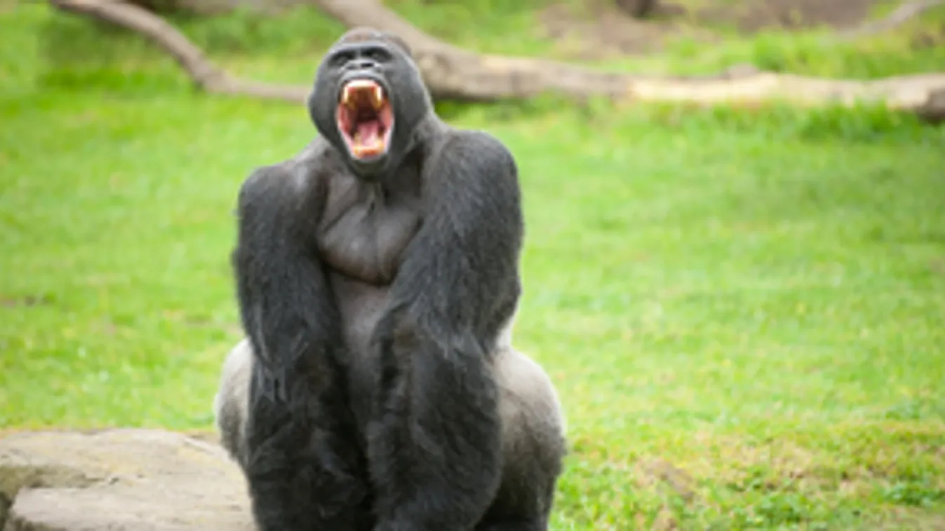Budapesten is kilőhetik a gorillákat
