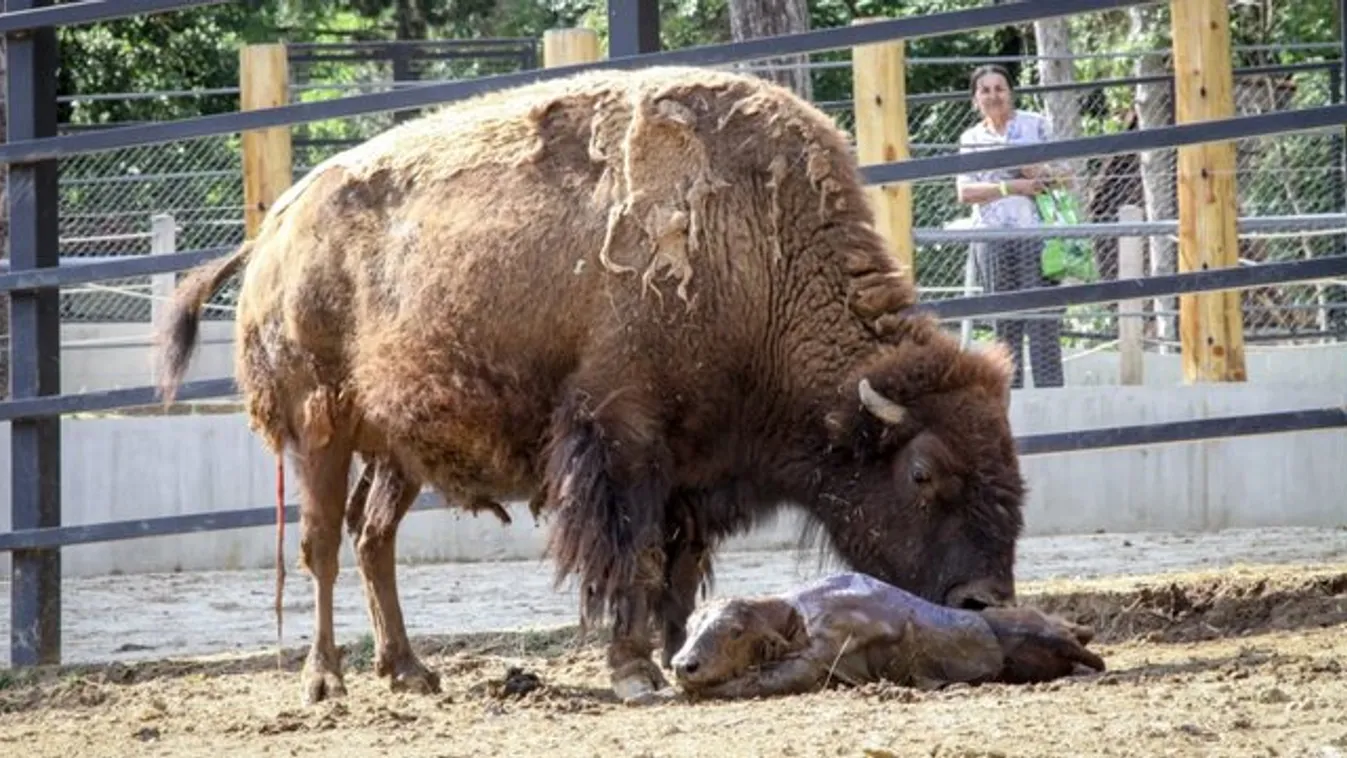 30 kilós csöppségnek adott életet Avarka