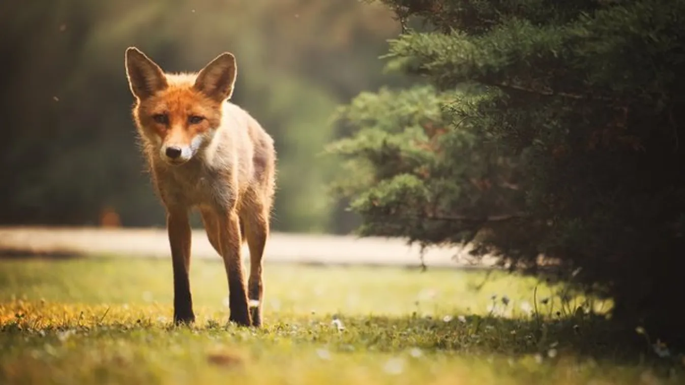 Meghalni indult a róka, a győriek megmentették