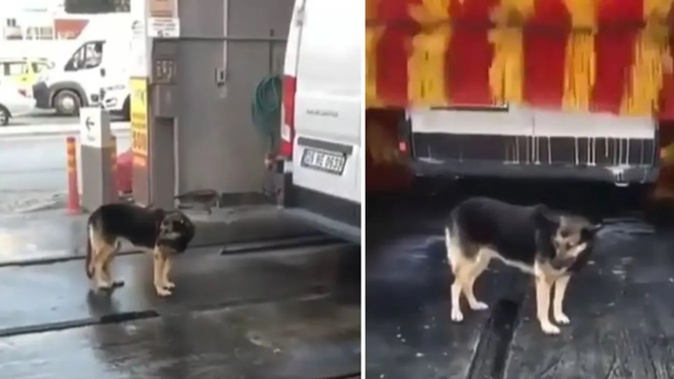 Ha eddig nem tudta, miért járnak a kutyák autómosóba - hát ezért! videó