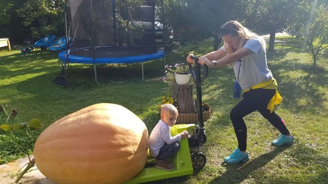 200 kilós tököt növesztett Babos