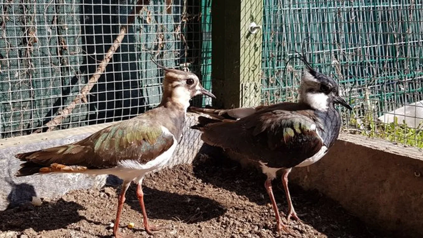 Együtt lábadozik a két peches bíbic