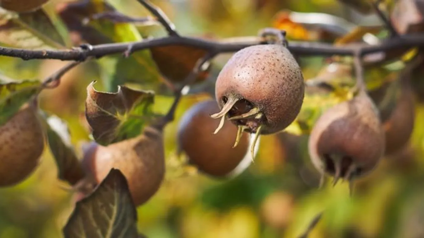 Szereti a kertjét? Ezt teheti érte novemberben
